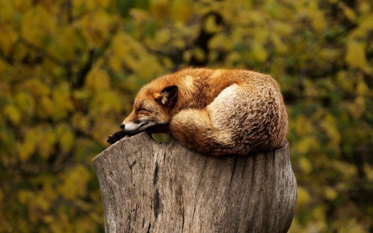 6 Steps to Help You Get a Better Night of Sleep
