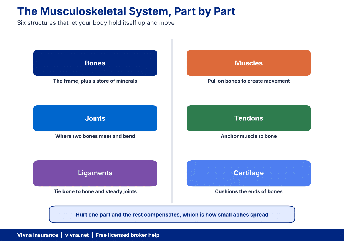 Musculoskeletal health diagram labelling bones, muscles, joints, tendons, ligaments and cartilage